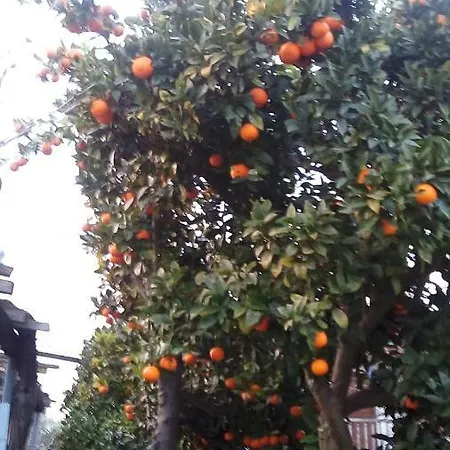 Orange Garden Appartamento *